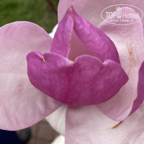 фото из отзыва ID 2176857