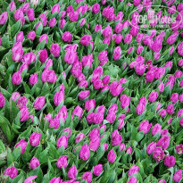 фото из отзыва ID 2177374