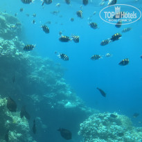 фото из отзыва ID 2177400