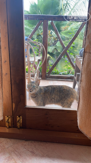 New photos from tourists Nungwi Garden Boutique Hotel