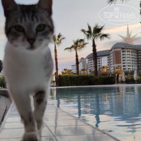 фото из отзыва ID 2177486