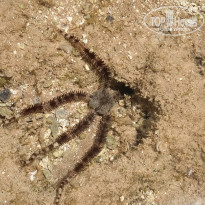 фото из отзыва ID 2177824