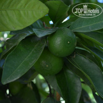 фото из отзыва ID 2177925