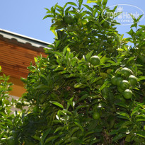 фото из отзыва ID 2177925