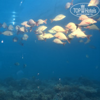 фото из отзыва ID 2179324