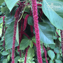 фото из отзыва ID 2179324