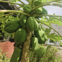 фото из отзыва ID 2181563