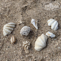 фото из отзыва ID 2182192