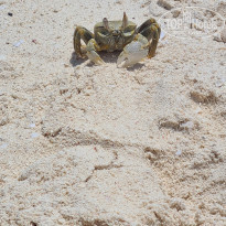 фото из отзыва ID 2182687