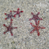 фото из отзыва ID 2182687