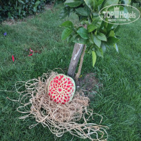 фото из отзыва ID 2183043