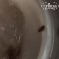 фото из отзыва ID 2182814