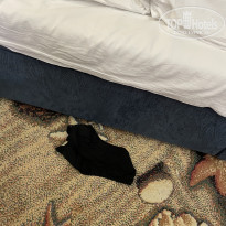 фото из отзыва ID 2184120