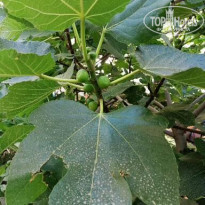 фото из отзыва ID 2183858