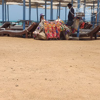 фото из отзыва ID 2184476