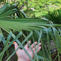 фото из отзыва ID 2185704