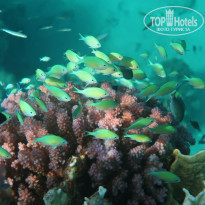 фото из отзыва ID 2185653