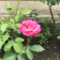 фото из отзыва ID 2185899