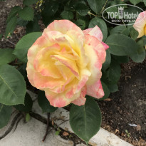 фото из отзыва ID 2185899