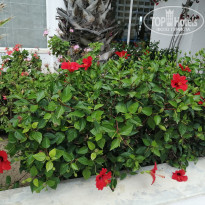 фото из отзыва ID 2185955