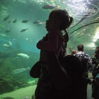 фото из отзыва ID 2186381