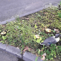 фото из отзыва ID 2187026