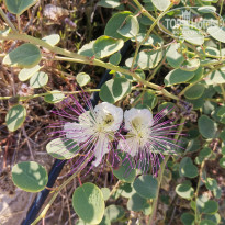 фото из отзыва ID 2187196