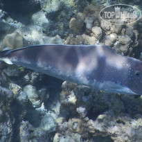 фото из отзыва ID 2187886