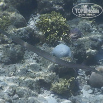 фото из отзыва ID 2187886