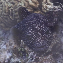 фото из отзыва ID 2187886