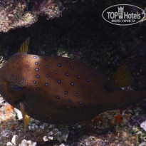 фото из отзыва ID 2187886