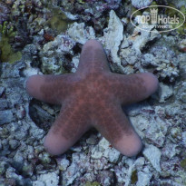 фото из отзыва ID 2187886