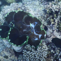 фото из отзыва ID 2187886