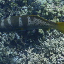 фото из отзыва ID 2187886