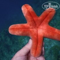 фото из отзыва ID 2187886