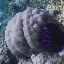 фото из отзыва ID 2187886