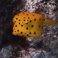 фото из отзыва ID 2187886