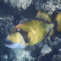 фото из отзыва ID 2187886