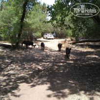 фото из отзыва ID 2187824