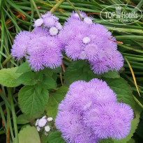 фото из отзыва ID 2188683