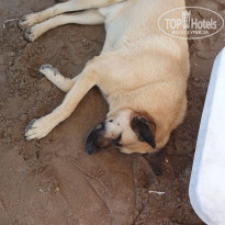 фото из отзыва ID 2189025