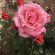 фото из отзыва ID 2189393