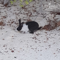 фото из отзыва ID 2189540