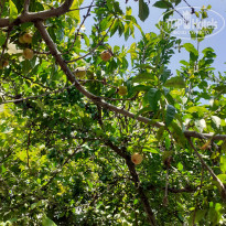 фото из отзыва ID 2189550