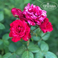 фото из отзыва ID 2189679