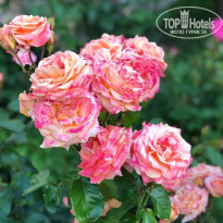 фото из отзыва ID 2189679