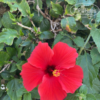 фото из отзыва ID 2190280