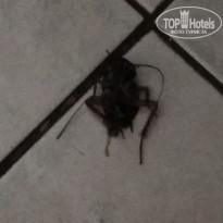 фото из отзыва ID 2192321