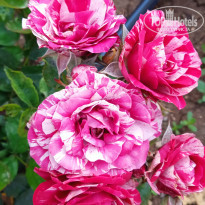 фото из отзыва ID 2192427