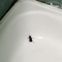 фото из отзыва ID 2192828